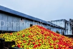 apples