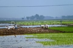 india00