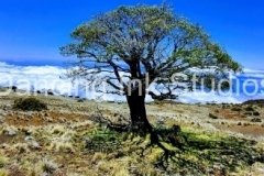 Landscapes