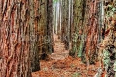 among-the-trees