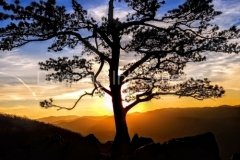 blue-ridge-tree