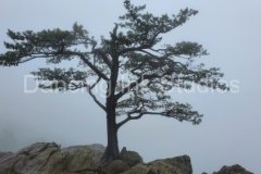 brp-tree