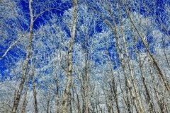 icetrees-18x24