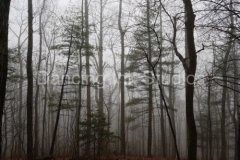 misted-trees