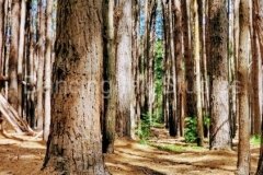one-with-trees