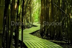 pipiwai-bamboo-02