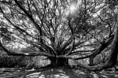 pipiwai-banyan-bw