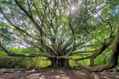 pipiwai-banyan-color