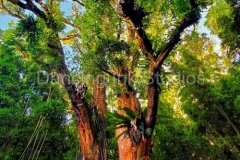 pipiwai-eucalyptus