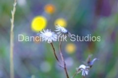 Macro